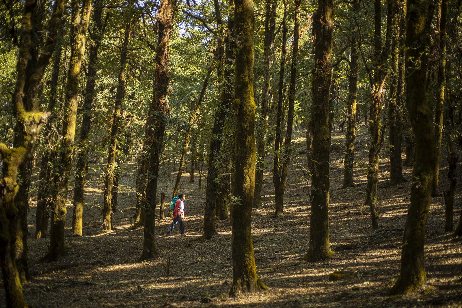 Ali Bedni Bugyal Trek 2022 - Roopkund Trek - Indiahikes