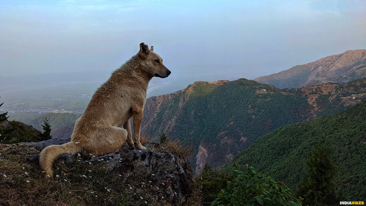 George Everest Peak Trek- Mussoorie- Treks in uttarakhand - Indiahikes-dog