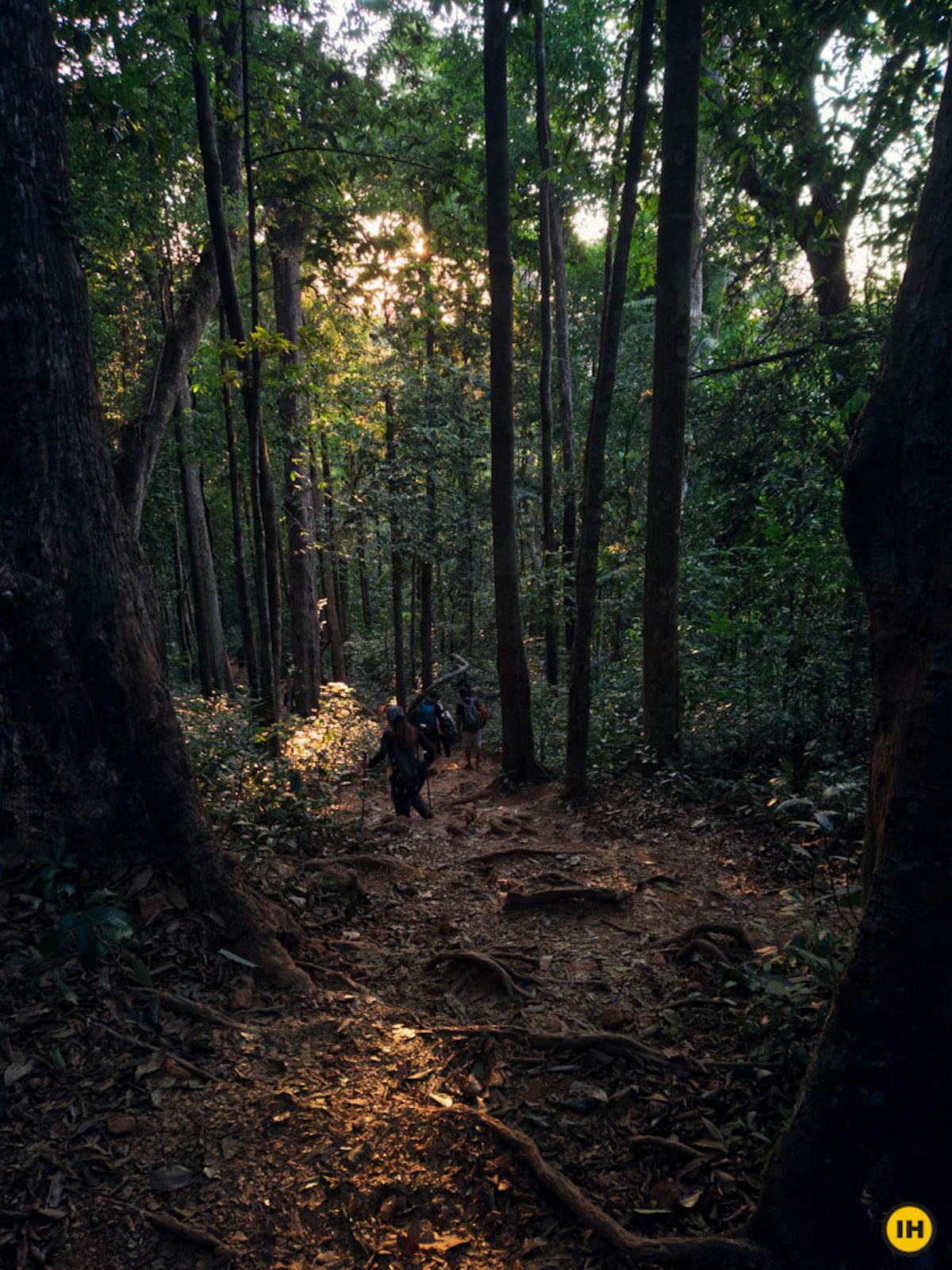 Kumaraparvatha Trek - Sunlight through the forest cover - Indiahikes - Ryan Venattu