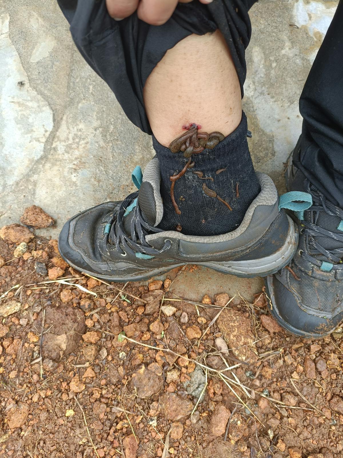 Leeches, leeches on a trek, monsoon trek, how to handle leeches
