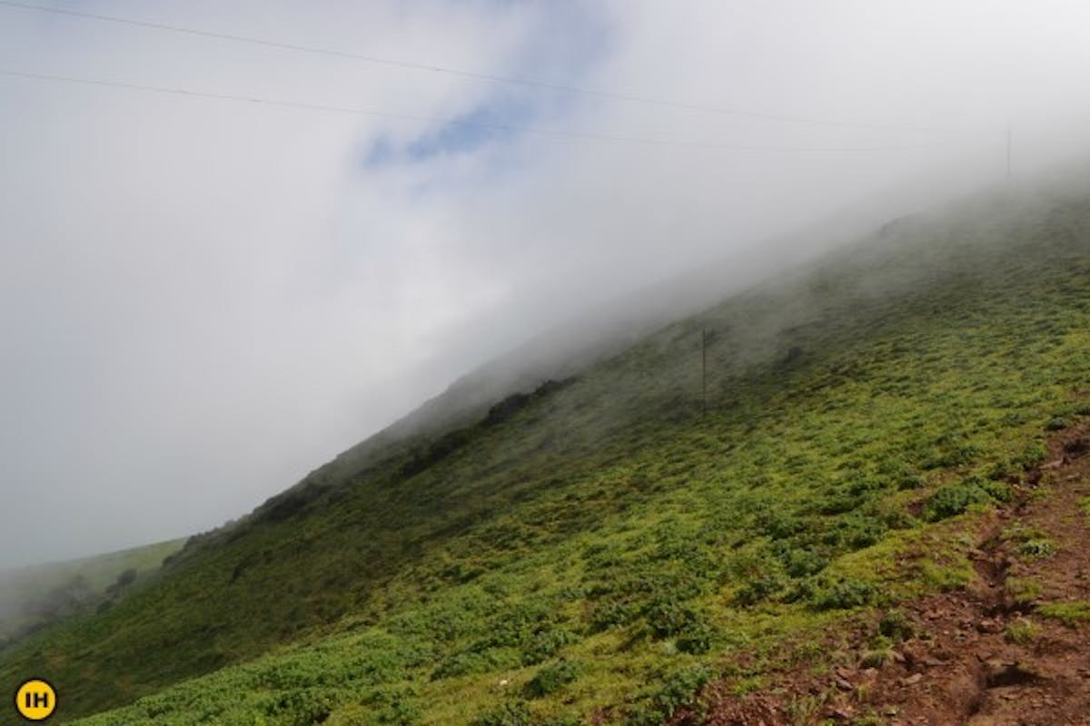 mullayanagiri-Trek to the highest peak in Karnataka-indiahikes-shola grassland