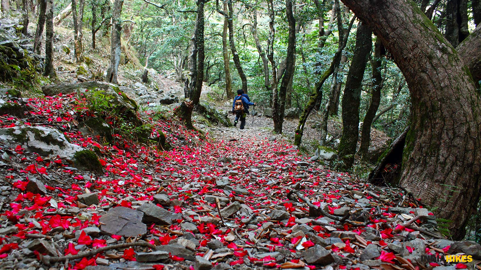 Nag Tibba Weekend Trek 2024 - Weekend Treks In Uttarakhand - Indiahikes