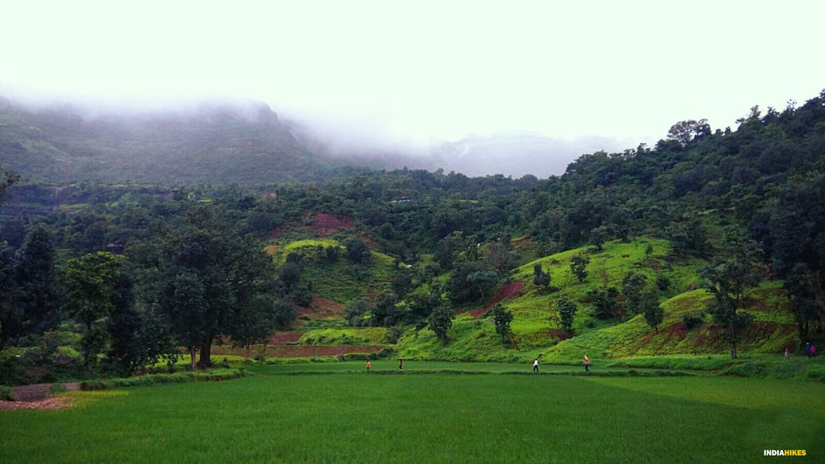 Paddy fields, Kalsubai Peak Trek, Indiahikes, Treks near Mumbai, highest peak in Maharashtra,treks near Pune, Famous treks in Maharashtra, Sahyadri treks