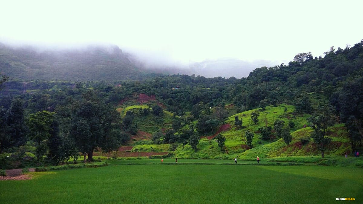 Paddy fields, Kalsubai Peak Trek, Indiahikes, Treks near Mumbai, highest peak in Maharashtra,treks near Pune, Famous treks in Maharashtra, Sahyadri treks 