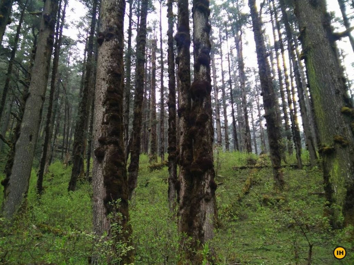 Gosaikunda-Indiahikes-Meghana-Vasisht-Oak-forest-near-Chandan-bari