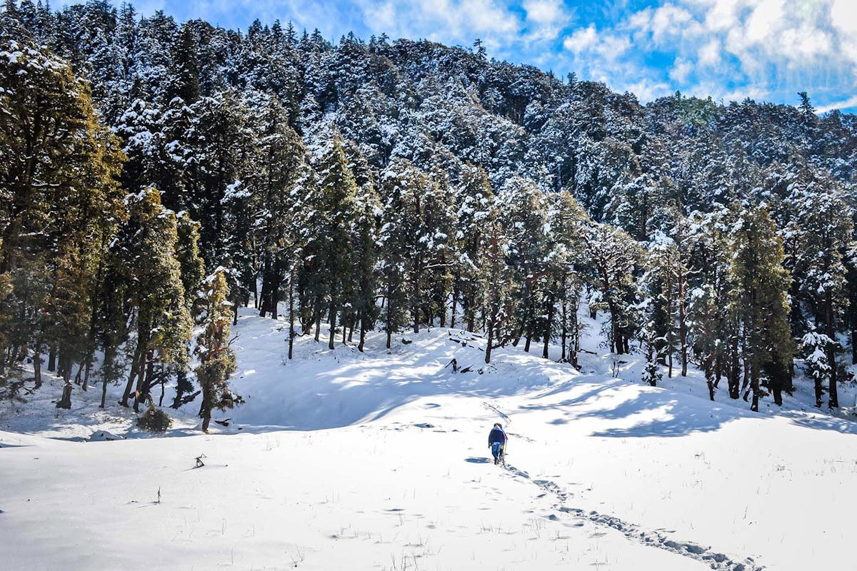 Kedakantha - Snow Trek - Winter Trek - Indiahikes - Forest - Snow Forest - Kedarnath - Uttrakhand 