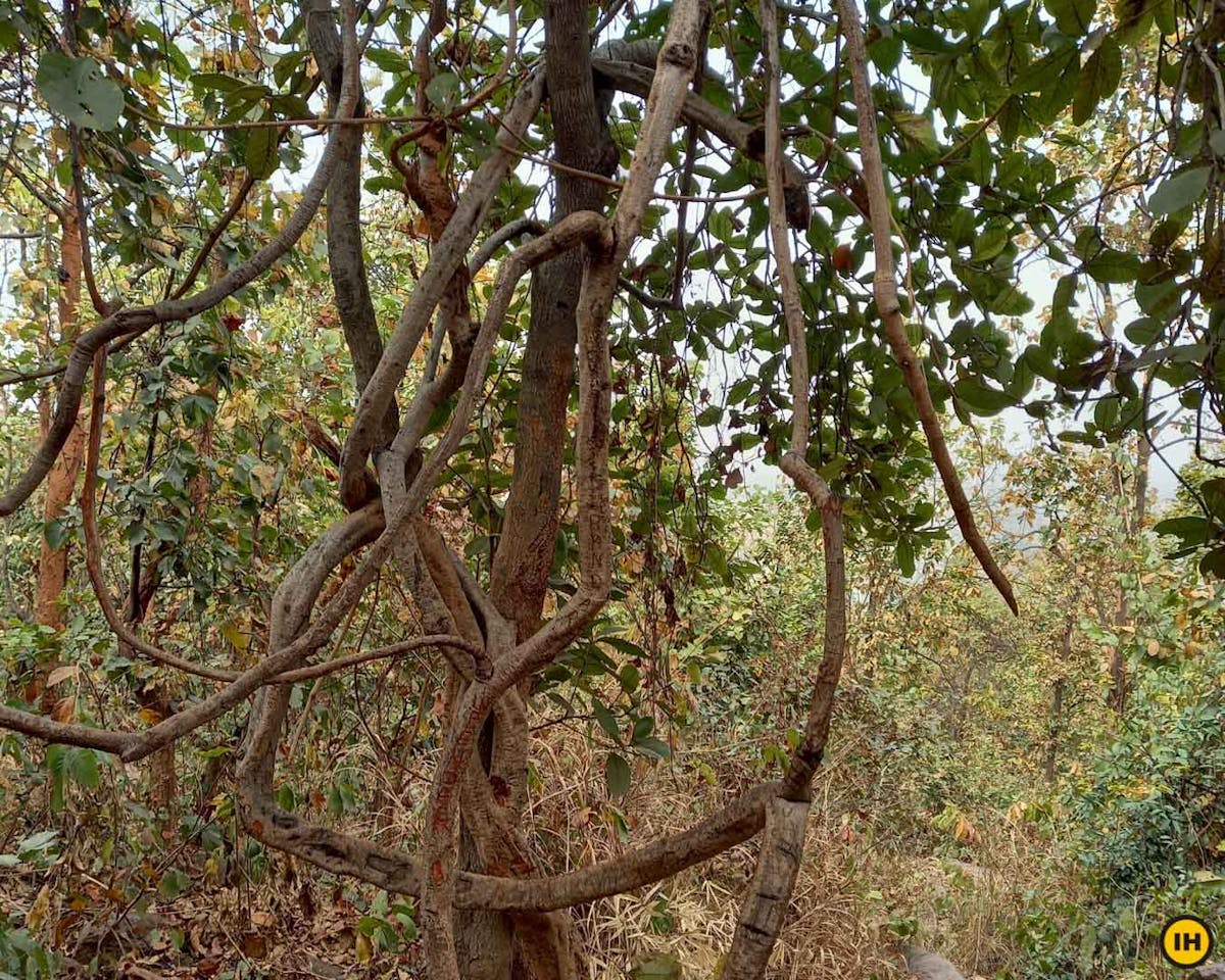 Biharinath Hill - Indiahikes - Vishal Jain