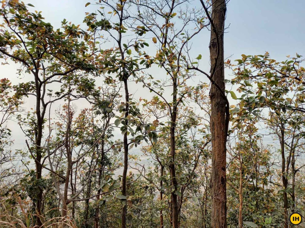 Biharinath Hill - Indiahikes - Sayak Mukherjee