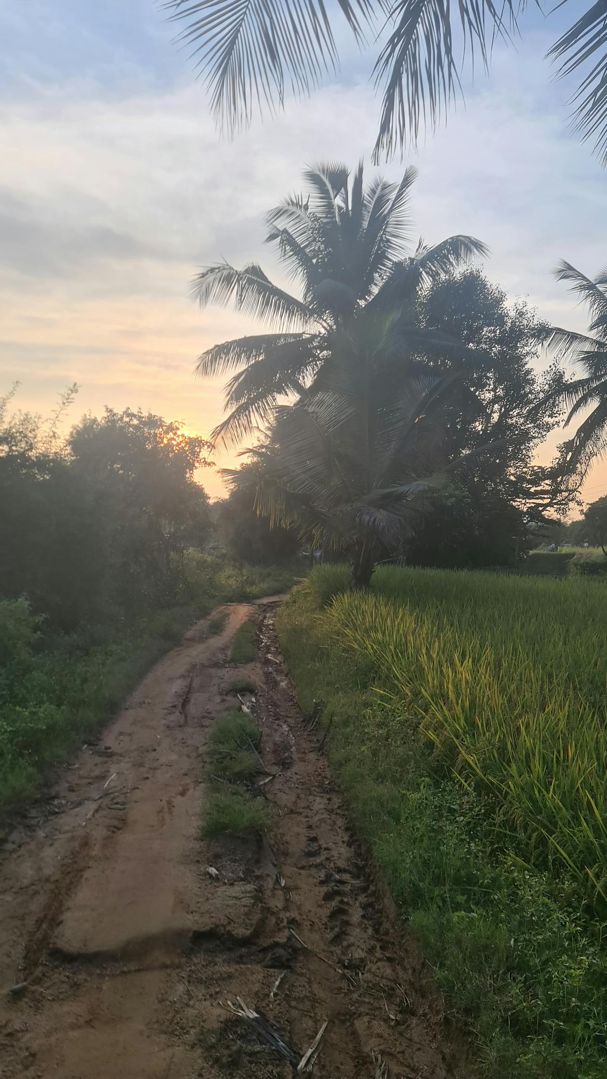 Village trail-Minchikall Betta Trek-Indiahikes-Manjunath Krishnamurthy