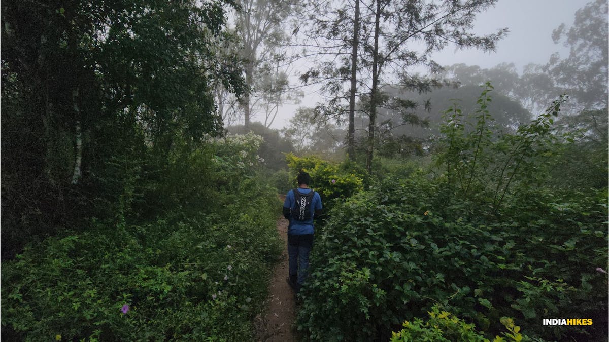Nandi Hills Trek, Forests, Indiahikes 