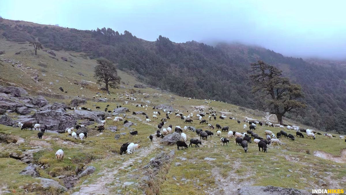 Heard grazing, madmaheshwar trek, buda madmaheshwar trek, treks in Uttarakhand, Uttarakhand treks, Indiahikes, madhya maheshwar temple