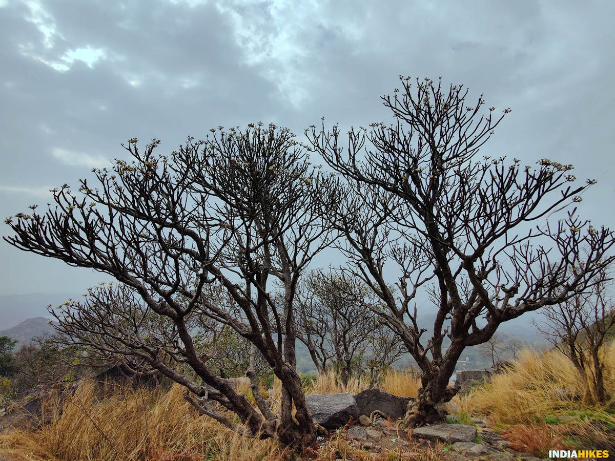 Savandurga Hills, Tree, Treks around Bangalore, Indiahikes, treks in karnataka.