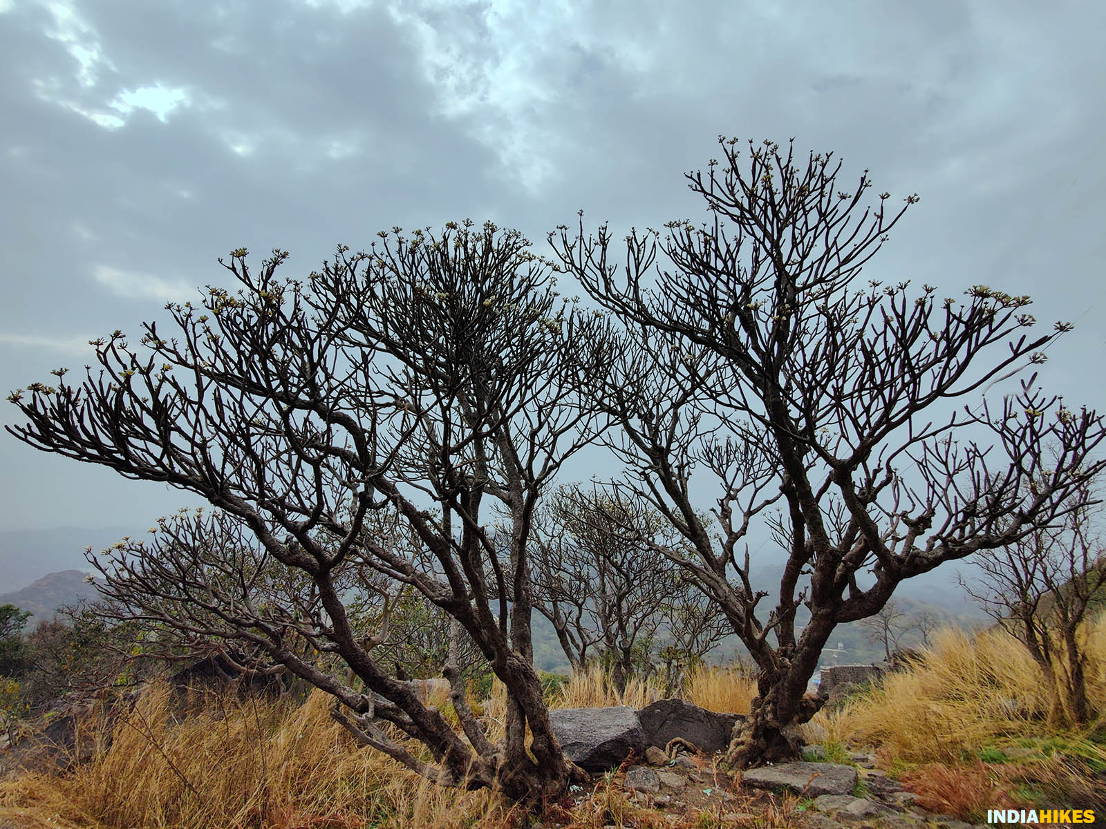 Savandurga Hills, Tree, Treks around Bangalore, Indiahikes, treks in karnataka.