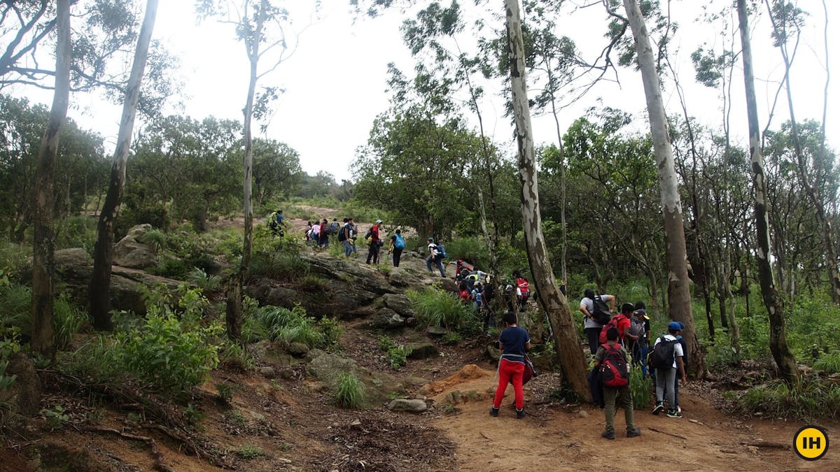Nandi One, Brahmagiri trek - The ascent from the Eucalyptus Grove - Indiahikes - Saurabh Sawant