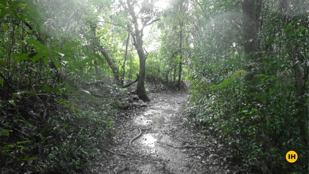Vallur Forest-Kodachadri Trek-Indiahikes-Suhas Saya