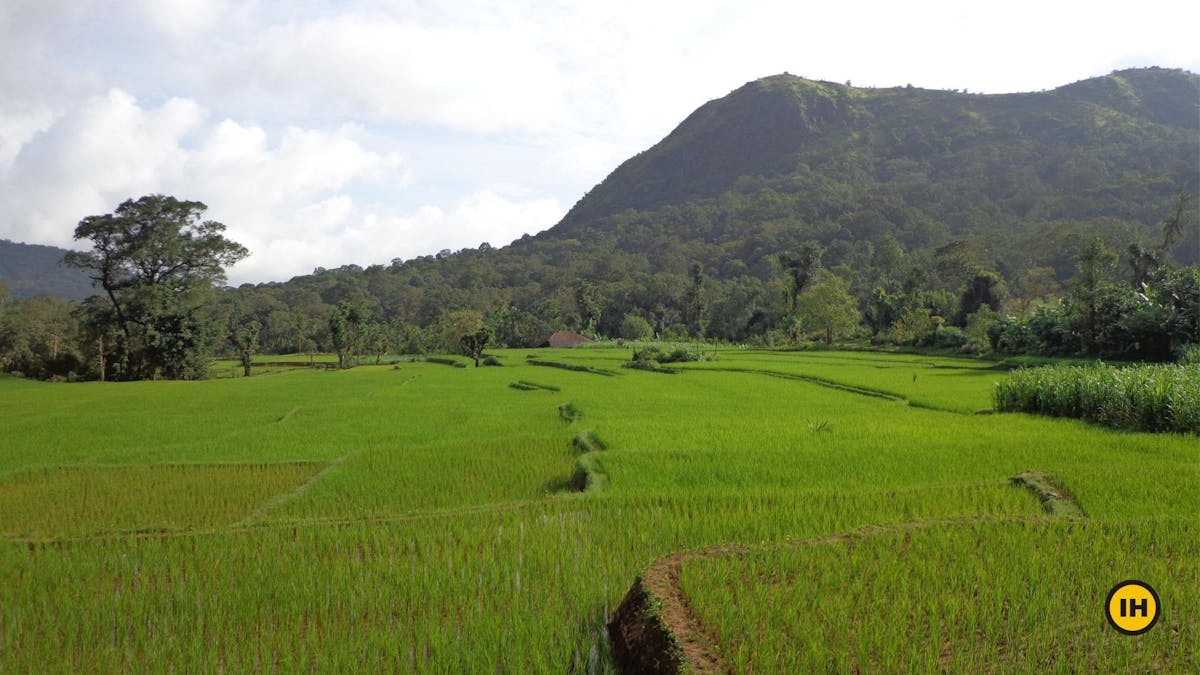 Paddy field-Kodachadri Trek-Indiahikes-Suhas Saya