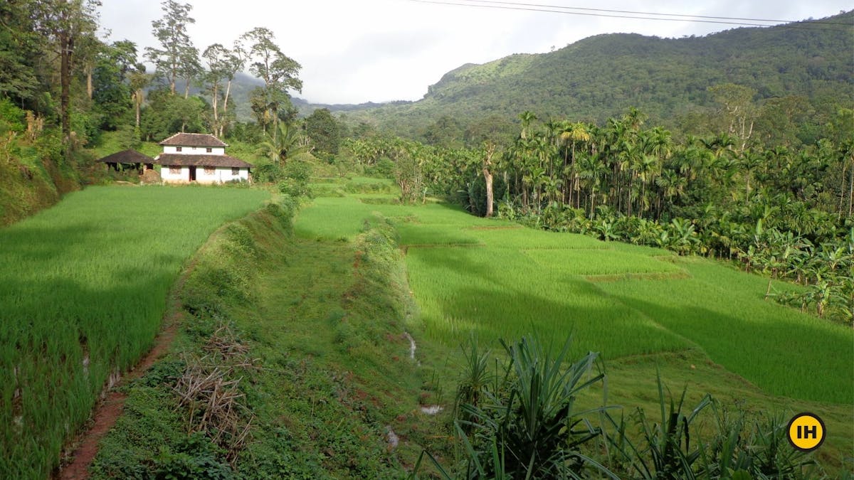 Paddy fields-Kodachadri Trek-Indiahikes-Suhas Saya