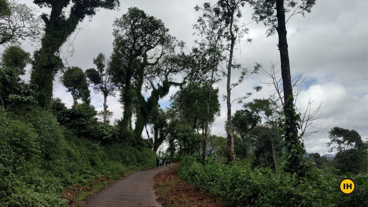 Initial section, Tadiandamol trek, Treks in Coorg, Kodagu district, western ghats, shola forests, Indiahikes