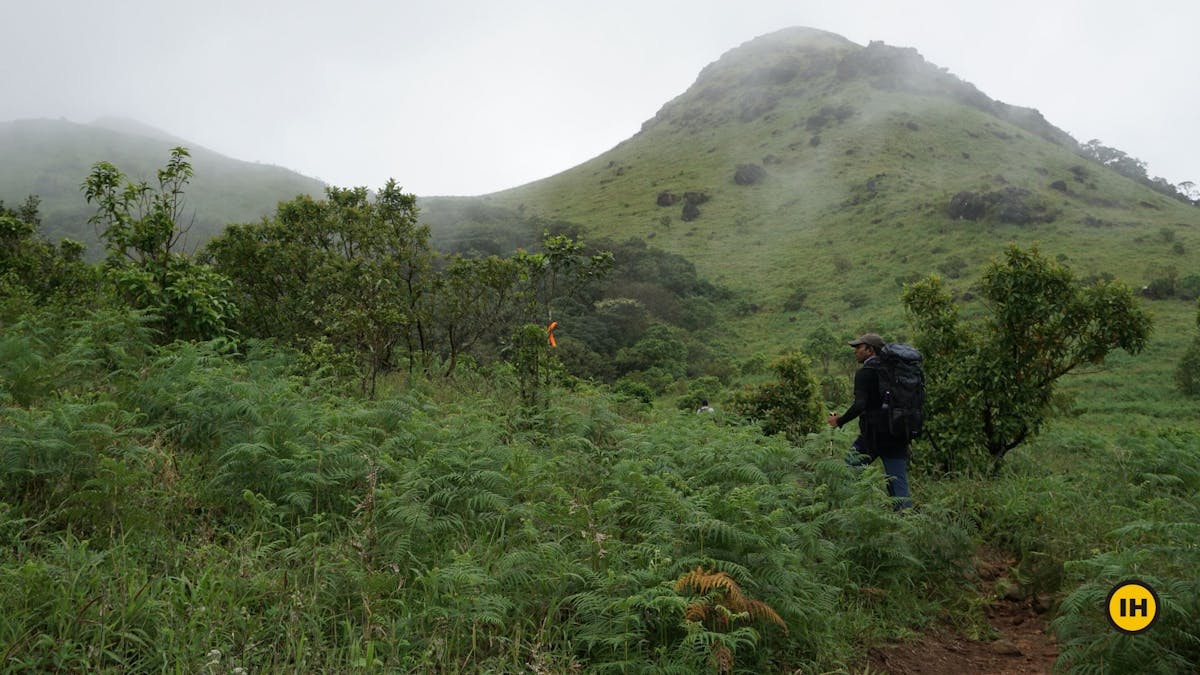 Orange ribbon markers, Tadiandamol trek, Treks in Coorg, Kodagu district, western ghats, shola forests, Indiahikes