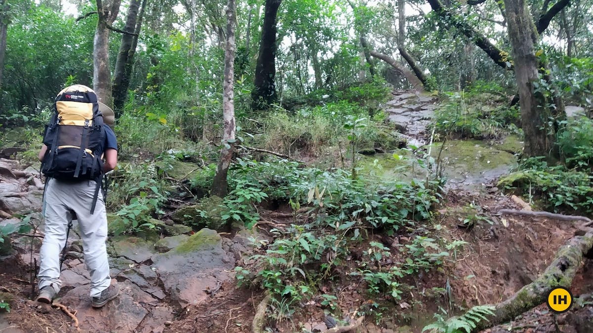 Second Forest stretch, Tadiandamol trek, Treks in Coorg, Kodagu district, western ghats, shola forests, Indiahikes