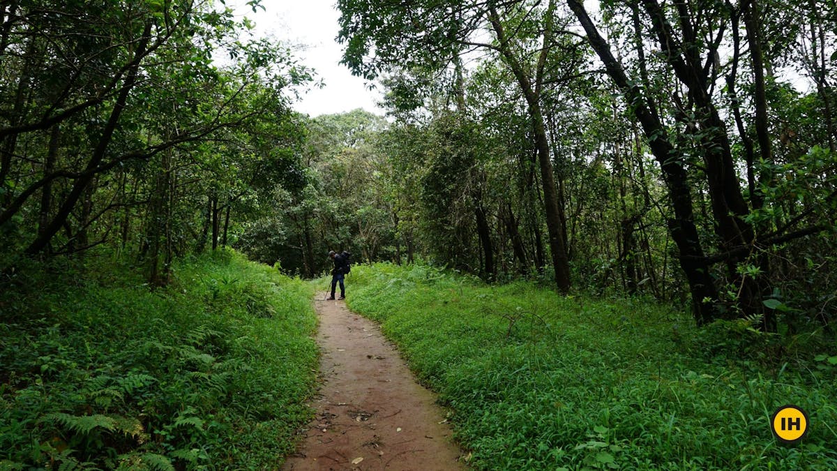 Trekking through the forest, Tadiandamol trek, Treks in Coorg, Kodagu district, western ghats, shola forests, Indiahikes