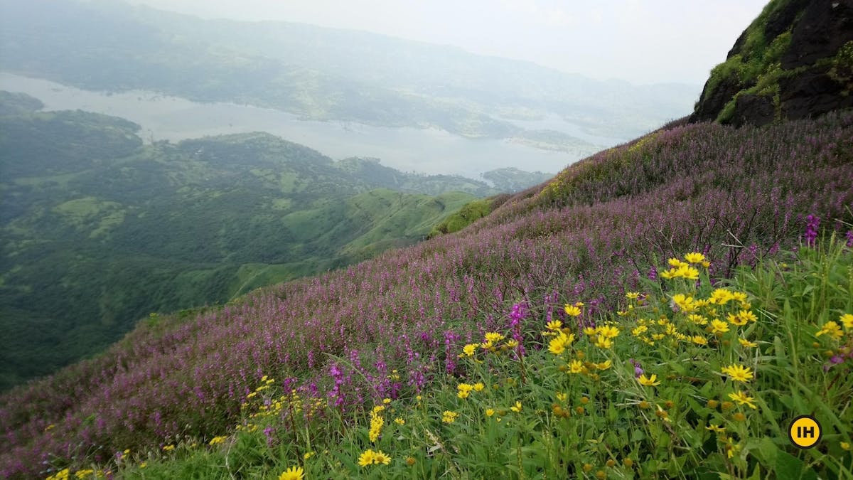 Colourful wildflowers, Torna Fort trek, treks in Mahrashtra, Sahyadri treks, treks near Pune, Indiahikes