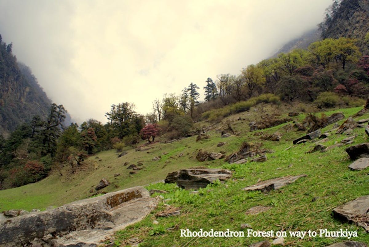 pindari glacier-forest-indiahikes-archives-9