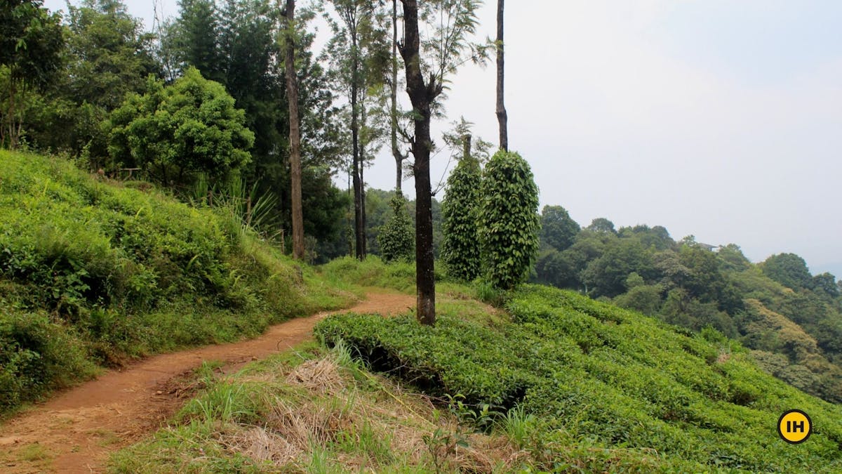 Chembra Peak-Initial trail-Indiahikes-Meghana Jambhe