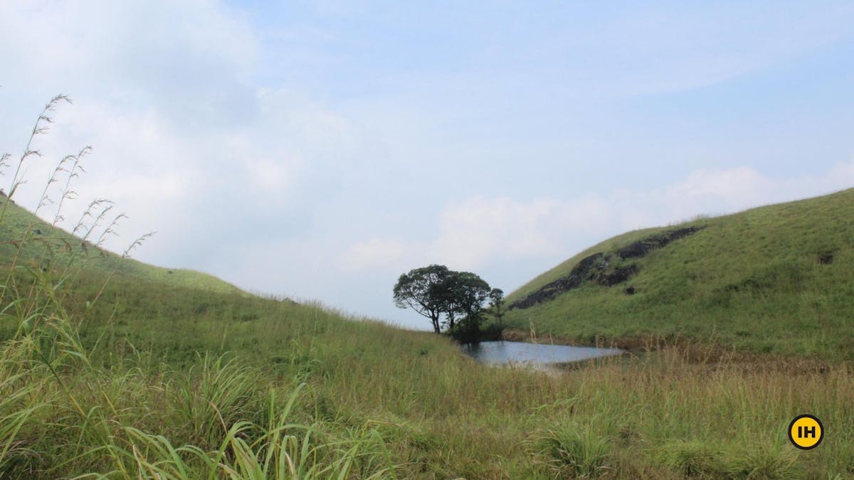 Chembra Peak-Lone tree-Indiahikes-Meghana Jambhe