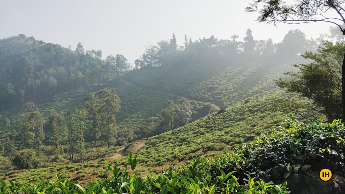 Chembra Peak-Lush green tea garden-Indiahikes-Swati Y