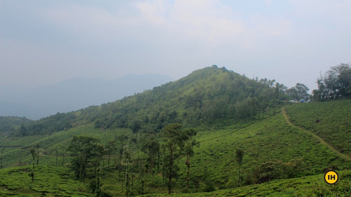 Chembra Peak-Tea garden-Indiahikes-Meghana Jambhe