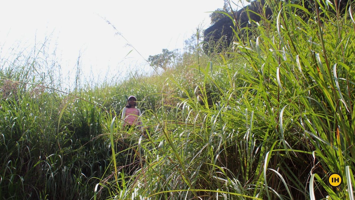 Chembra Peak-overgrown grass-Indiahikes-Meghana Jambhe