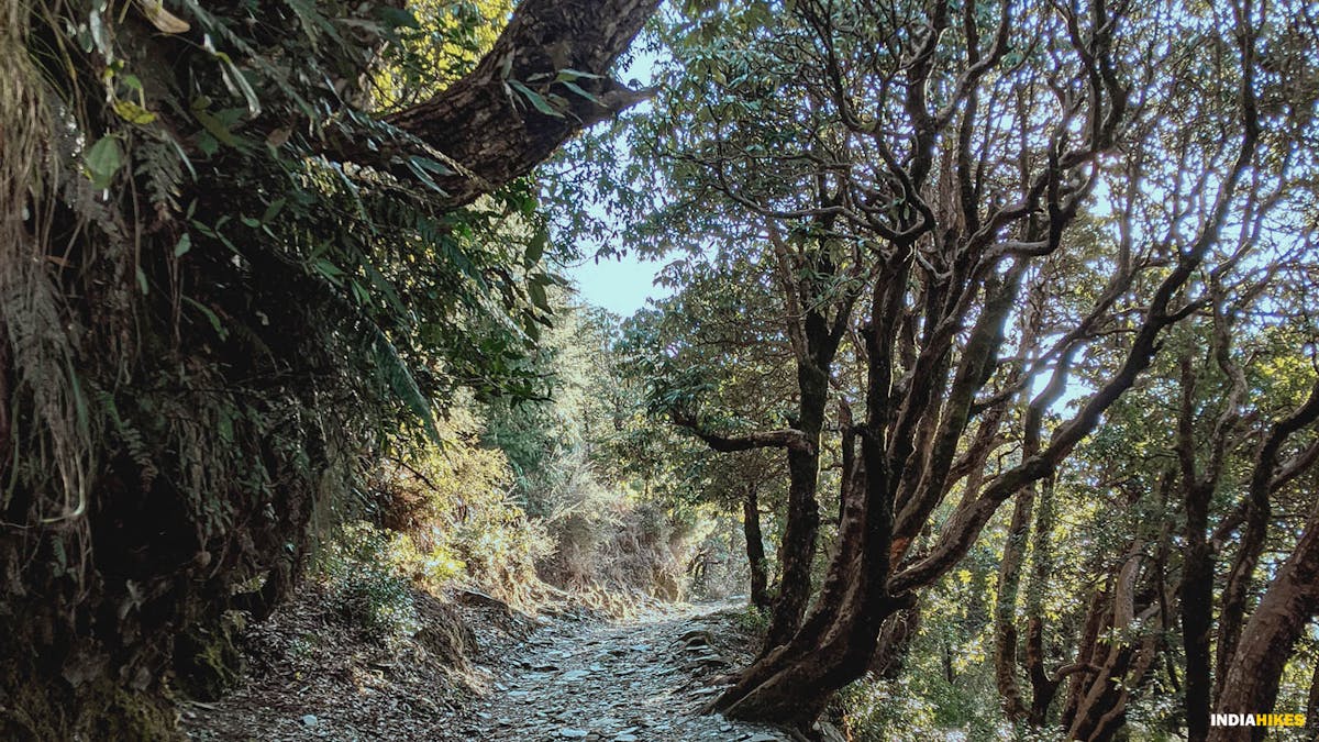 Initial forest trail, Triund trek, Indiahikes, Treks in Himachal Pradesh, Himachal Treks