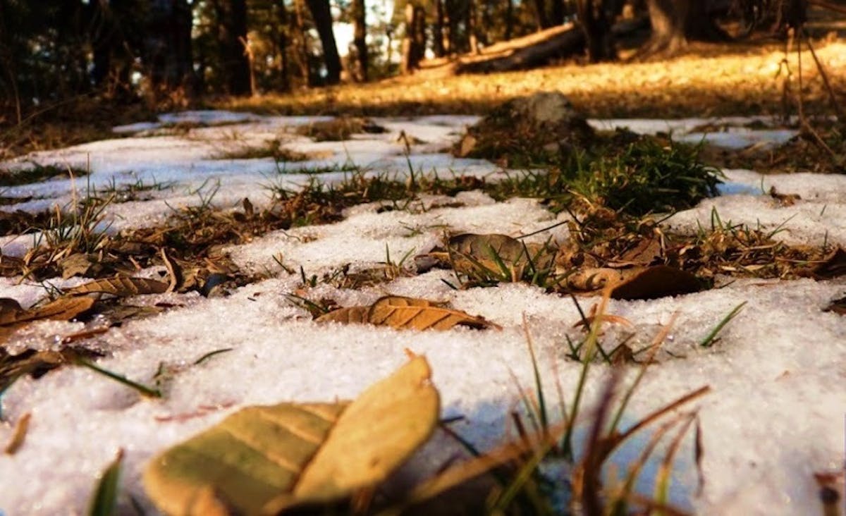 Crunchy carpet of brown leaves, Kedarkantha, winter trek, Kedarkantha trek in winter, indiahikes, Uttarakhand treks