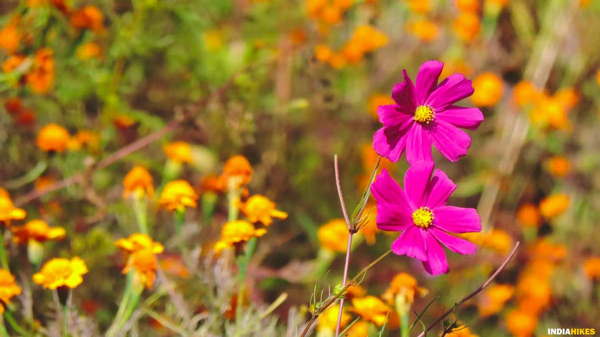 Flowers, Garden Cosmos, madmaheshwar trek, buda madmaheshwar trek, treks in Uttarakhand, Uttarakhand treks, Indiahikes, madhya maheshwar temple