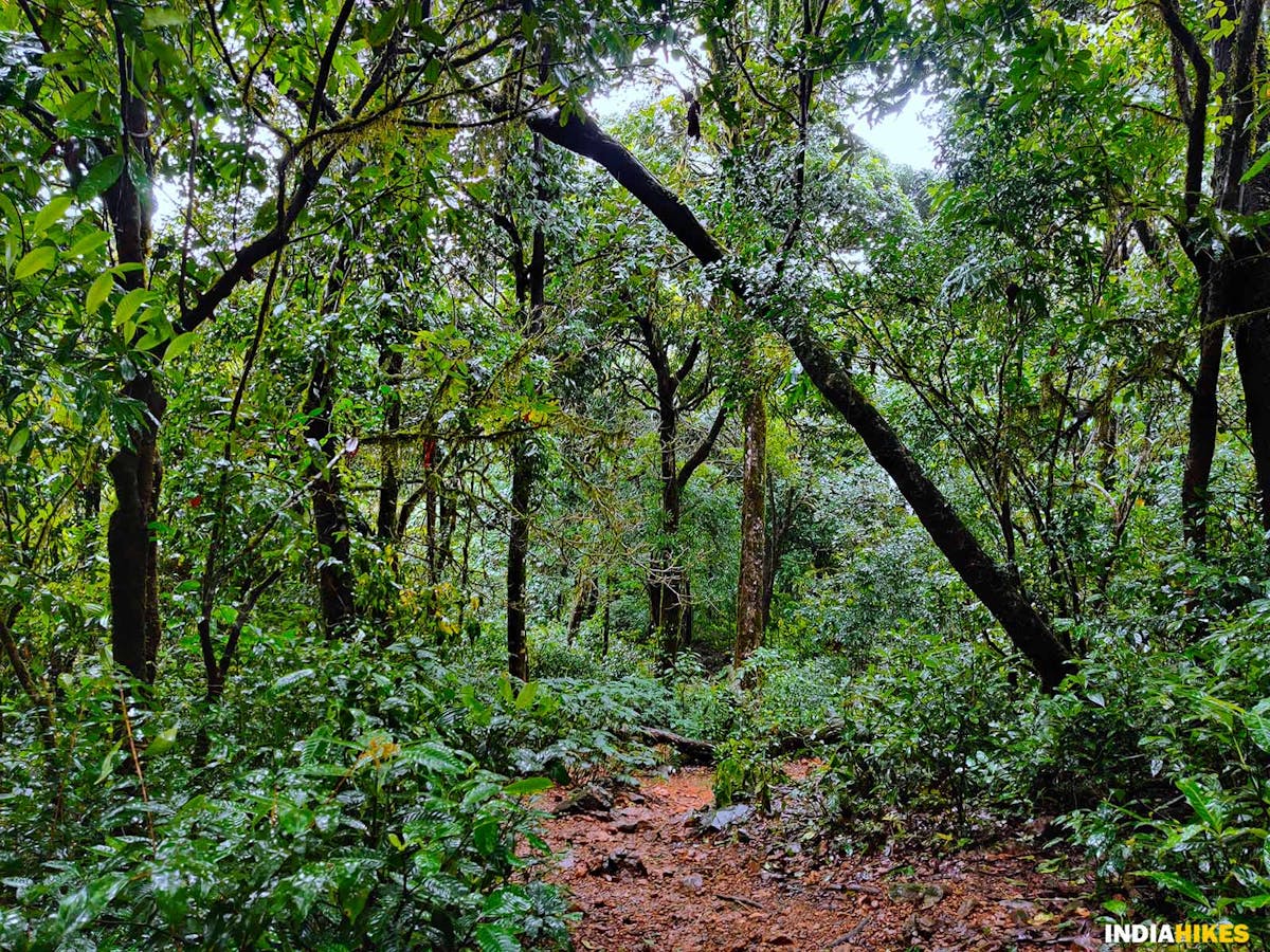 Forest section, Ettina Bhuja trek, western ghats treks, Indiahikes, treks in Karnataka, weekend treks ffrom Bangalore 