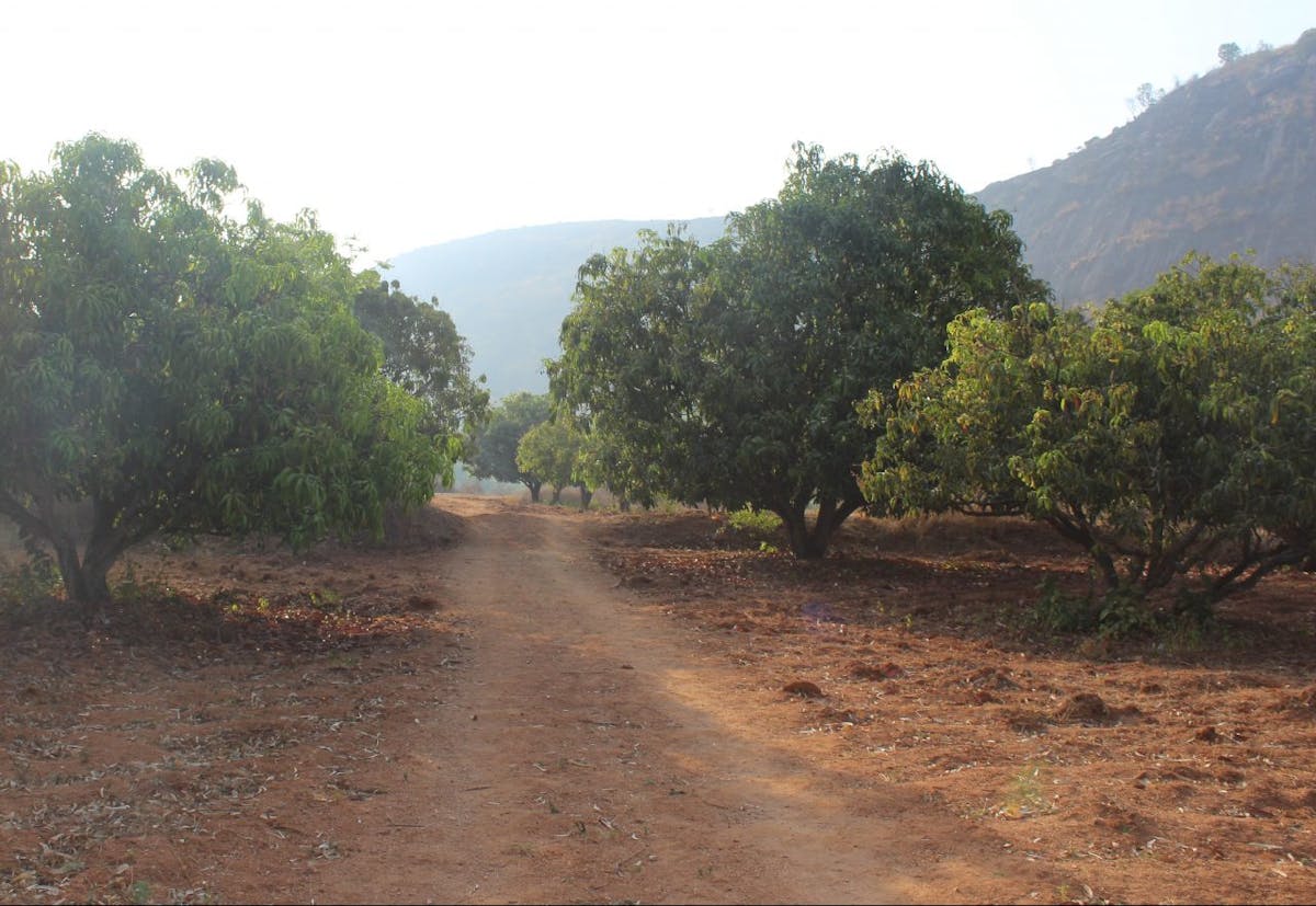 The start of the Siddalingeshwara Betta trail at mango farms