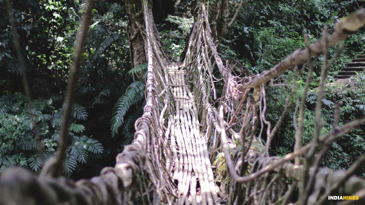 Root bridge at Cherrapunji, david scott trek, david scott trail, trekking in meghalaya, treks in meghalaya