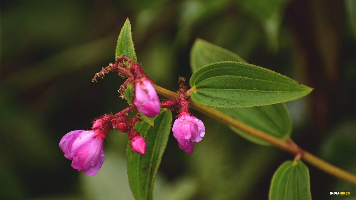 flowers, david scott trek, david scott trail, trekking in meghalaya, treks in meghalaya