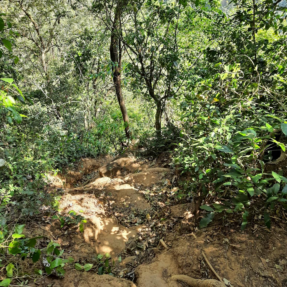 Steep Forest Section-Dabbe Falls Trek-Indiahikes-Manasa