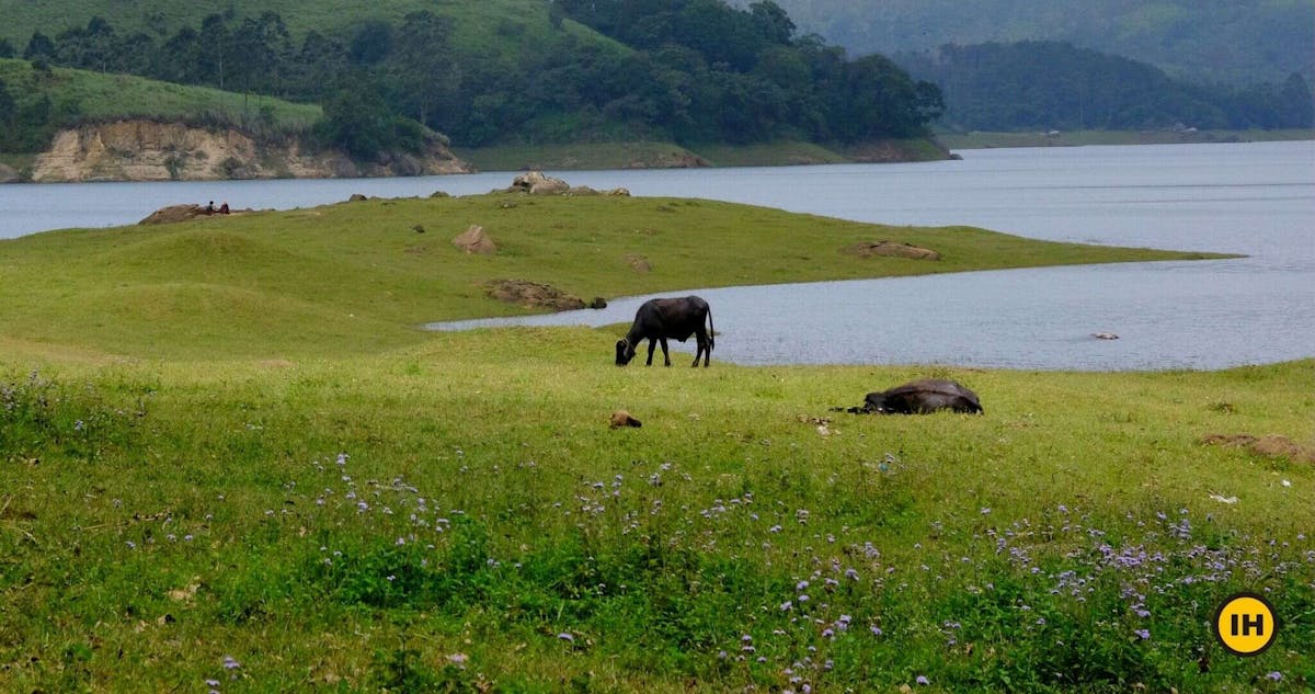 Suryanelli Basecamp-Kolukkumalai-Indiahikes- treks in Kerala