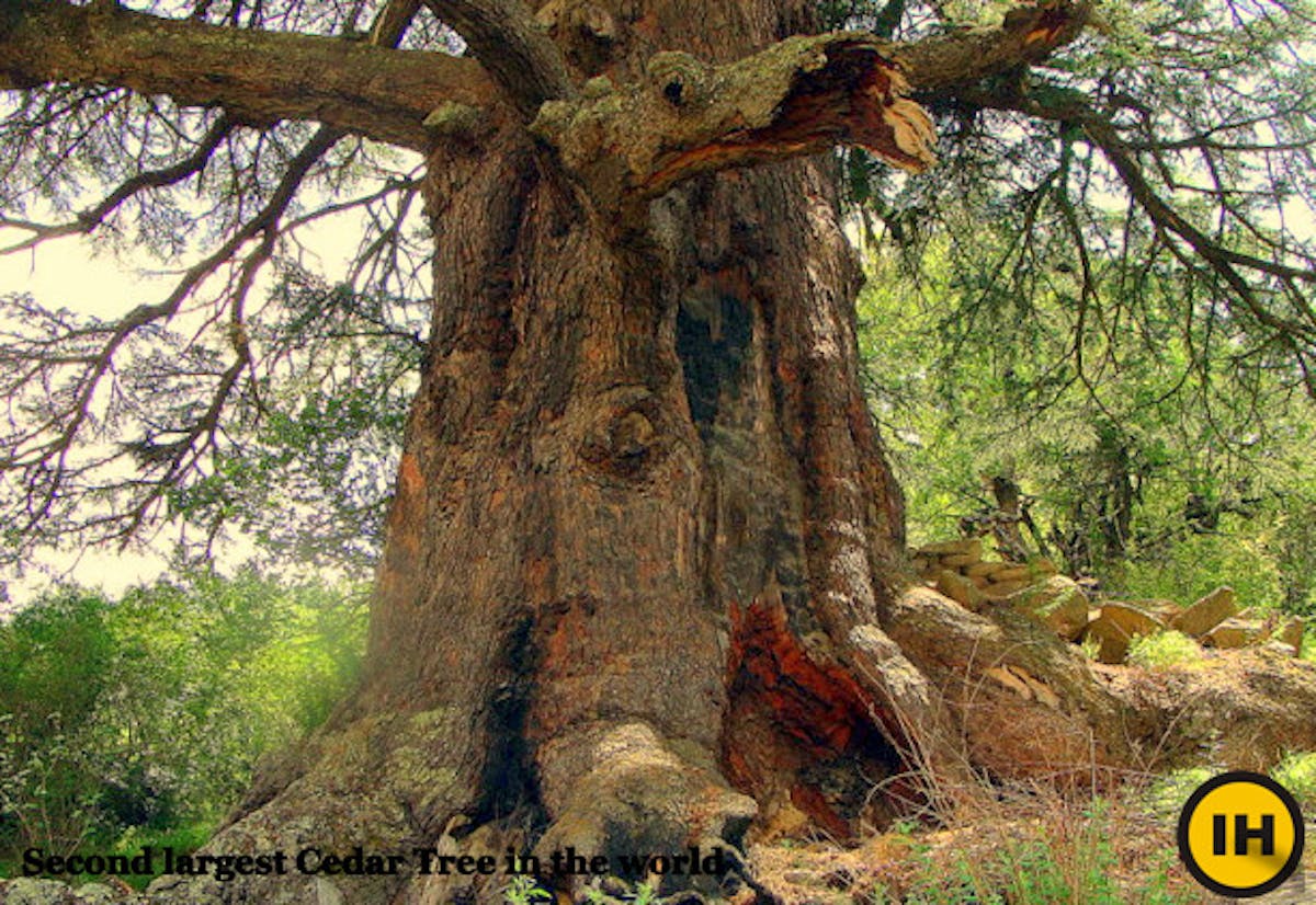 dharansi-pass-cedar-tree-in-tomla-indiahikes-archives