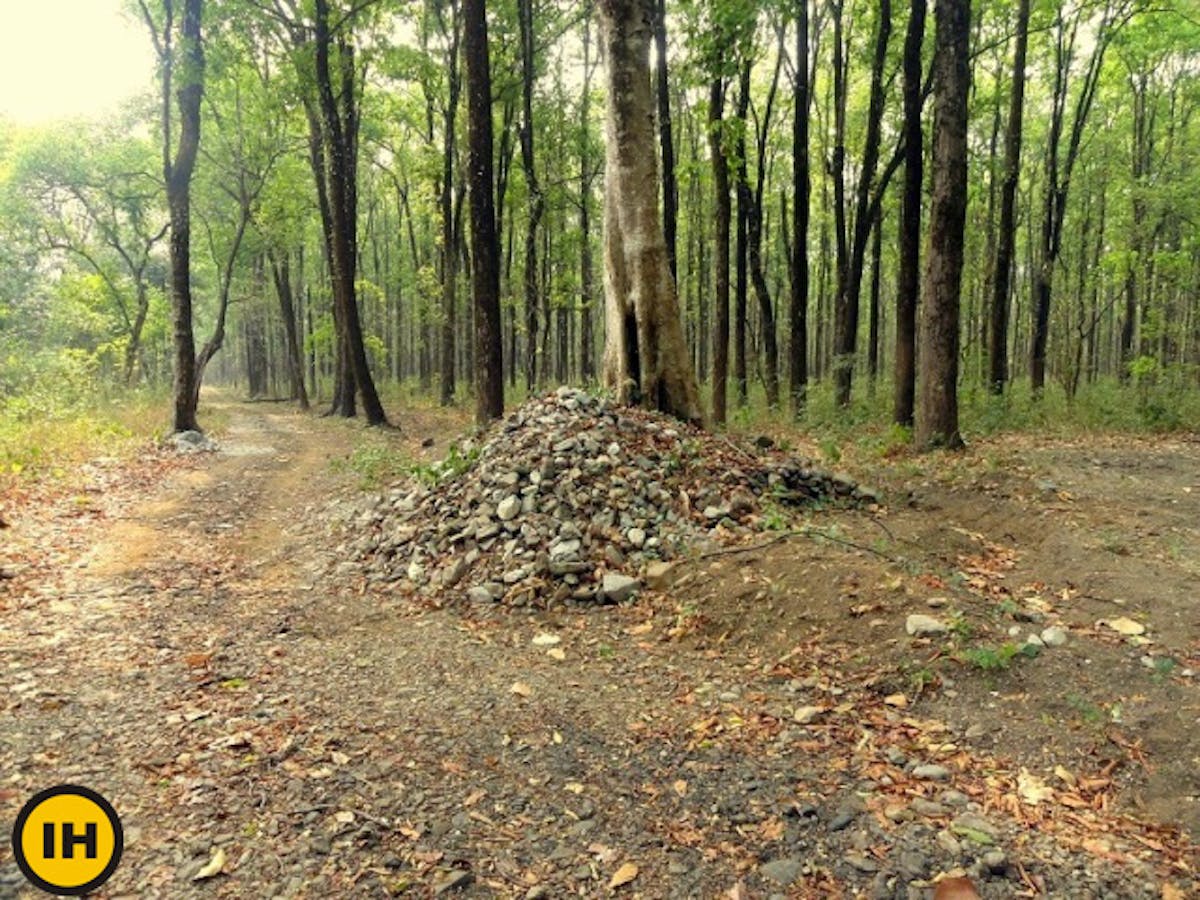 Forest trail
