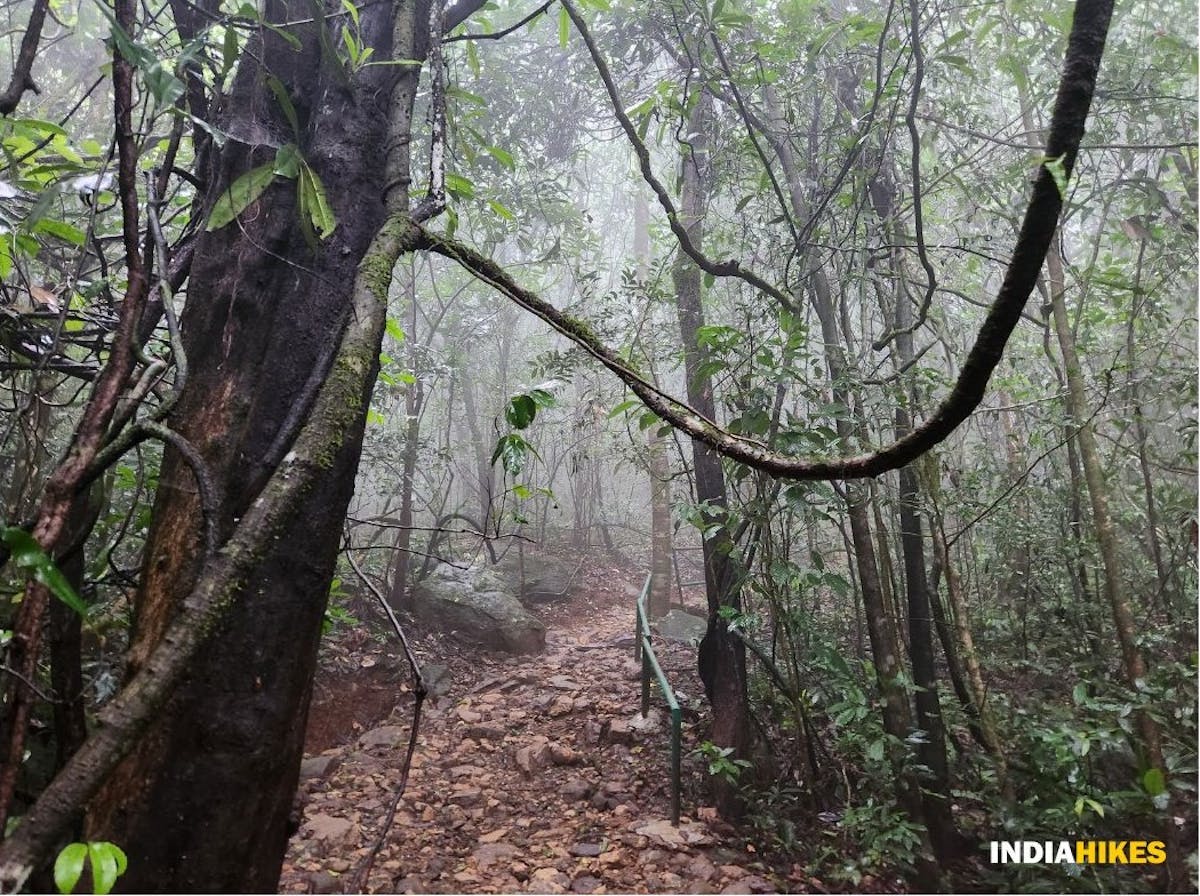 The rain forest, Ranipuram, Forest, Treks in Western Ghats, Treks of Kerala