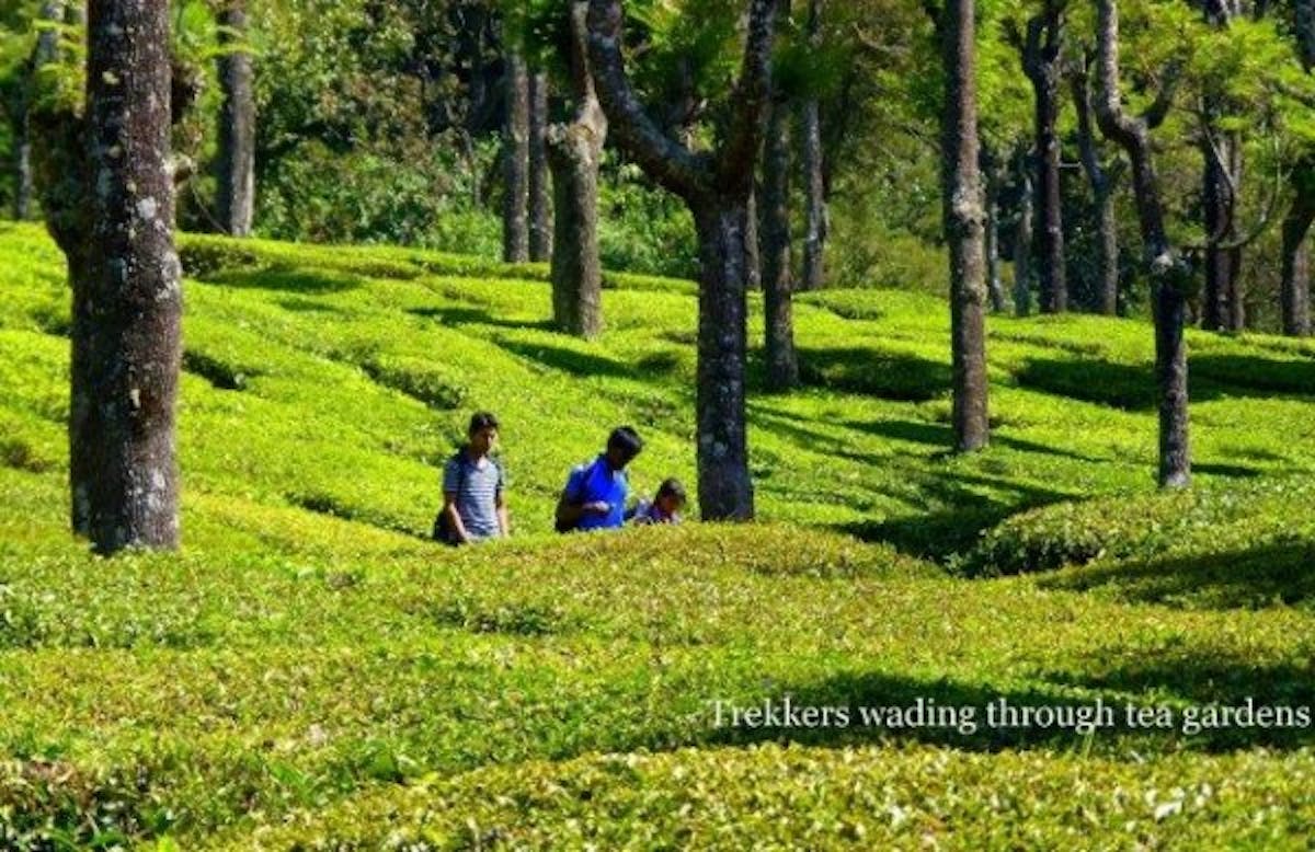 Ooty-trek-tea gardens-indiahikes-archives