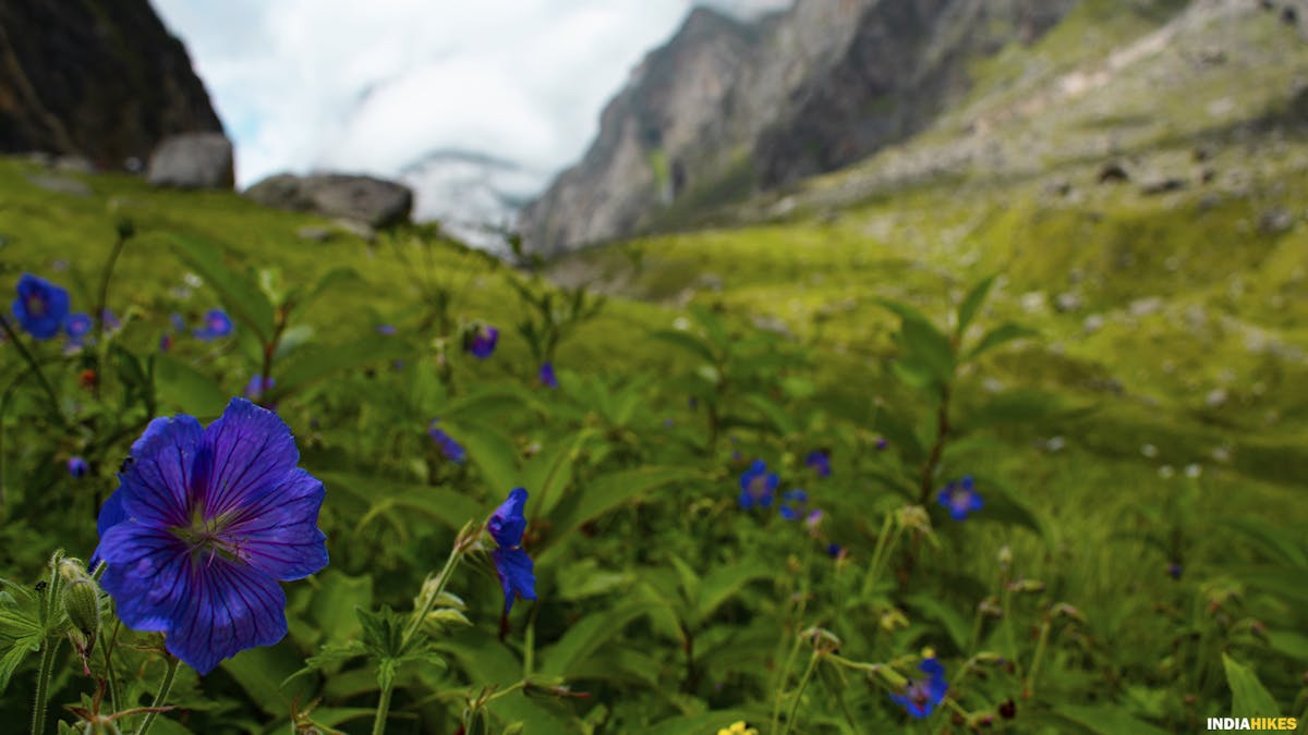 Satopanth Tal trek, Alpine flowers, Indiahikes, Treks in Uttarakhand