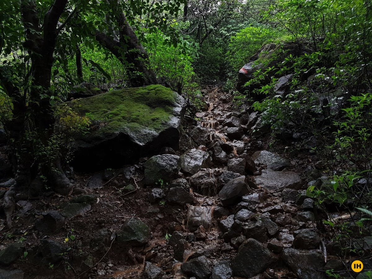 Kalavantin Durg Trek - Rocky trail through the jungle - Indiahikes - Mugdha Bhusari