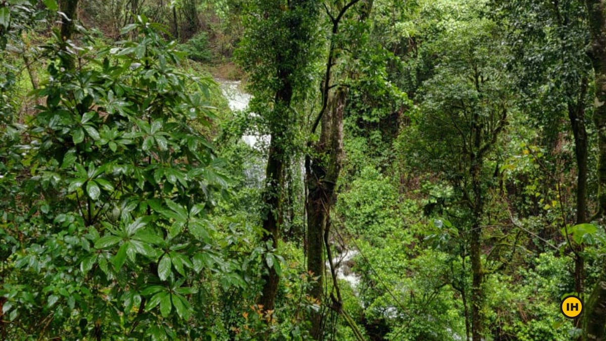 Inside the Shola forest, small waterfall, Kudremukh trek, western ghats treks, treks in Karnataka, monsoon treks in Karnataka, Indiahikes