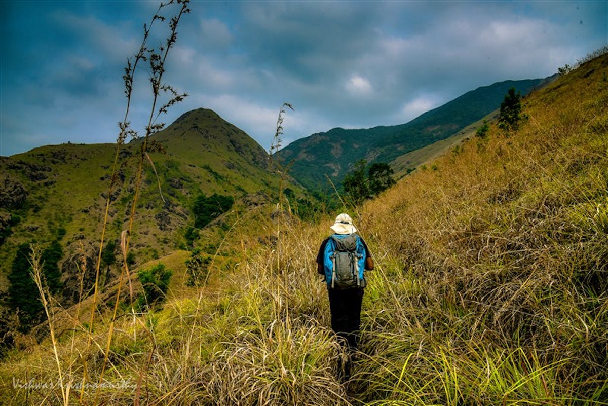 Shola forests - indiahikes - indiahikes archives