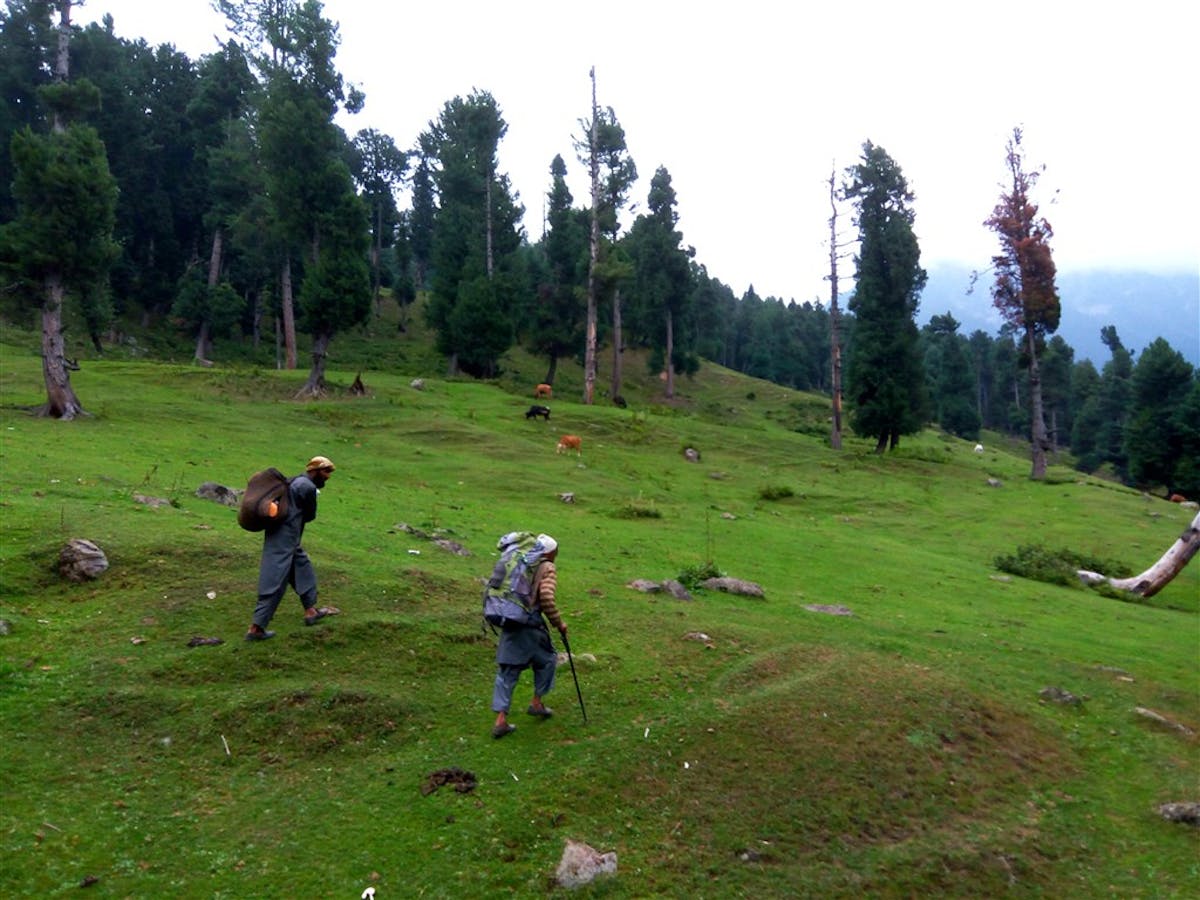 Trekking in the beautiful meadows of Kashmir Valley